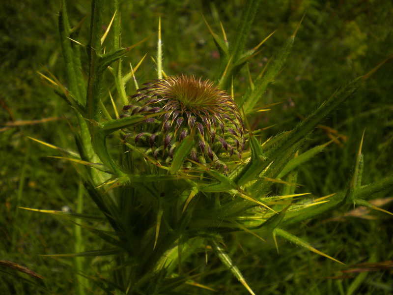 Cirsium eriophorum