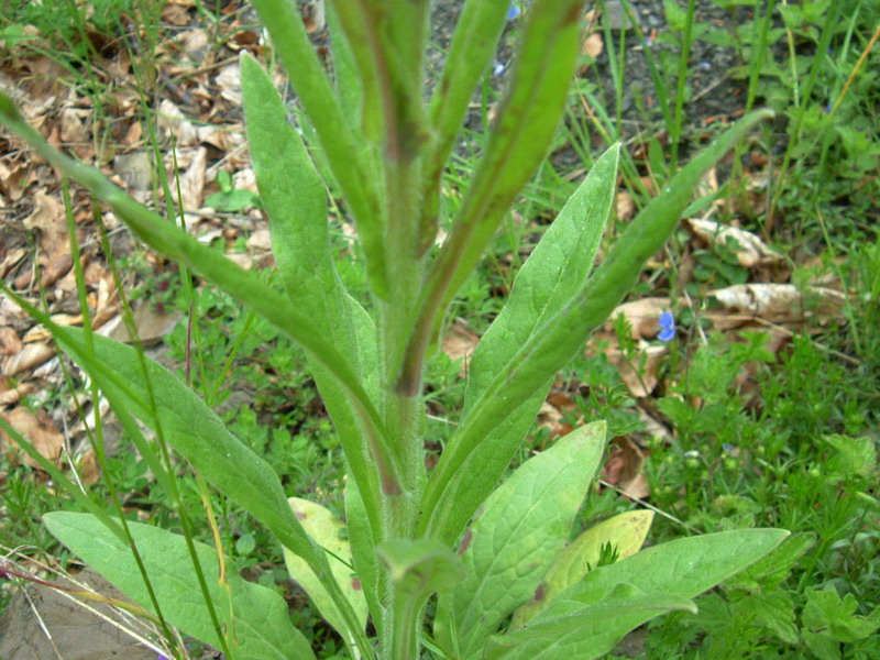 Prati d''altura 2 - Cynoglossum sp.