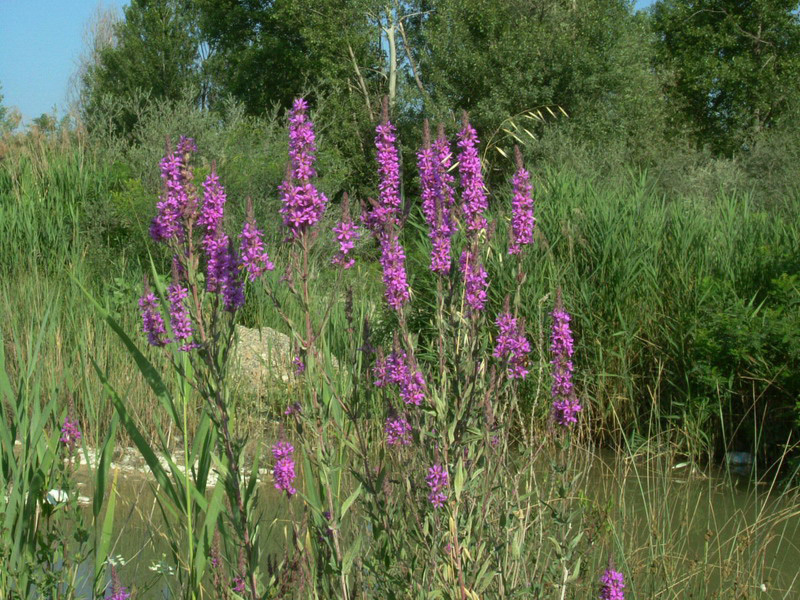 Lythrum salicaria / Salcerella comune