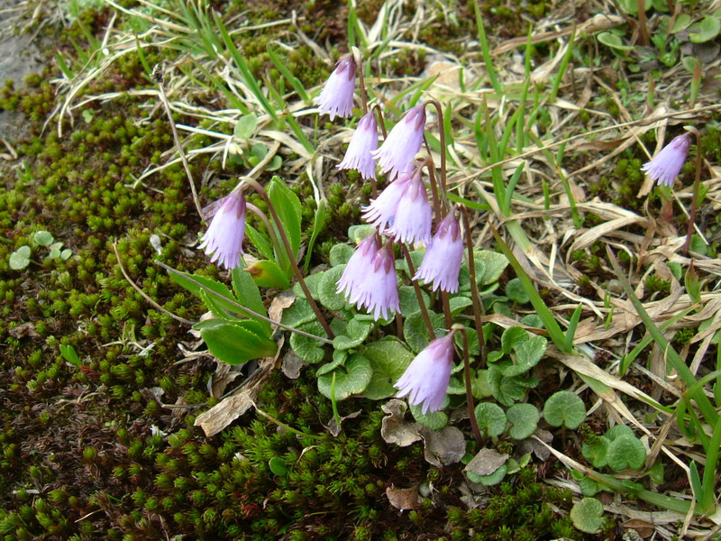 Soldanella pusilla