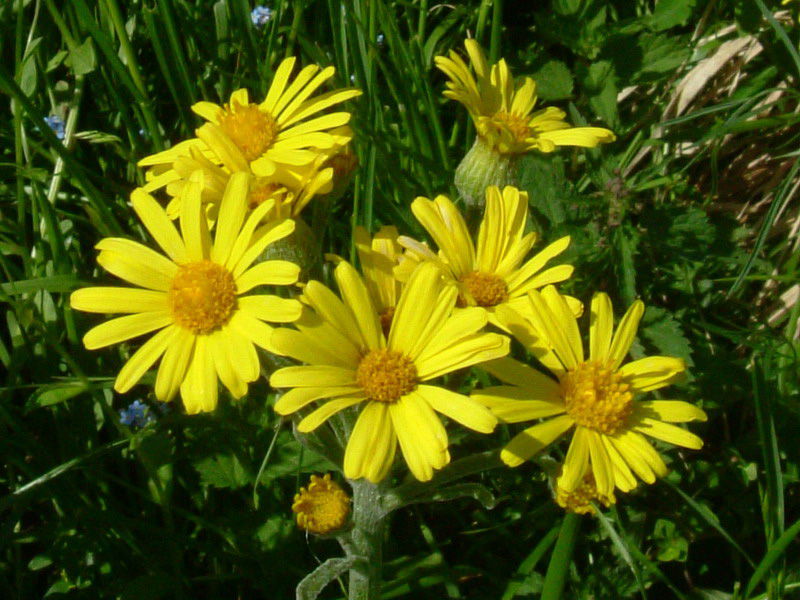 Argini e incolti 4 - Senecio sp.
