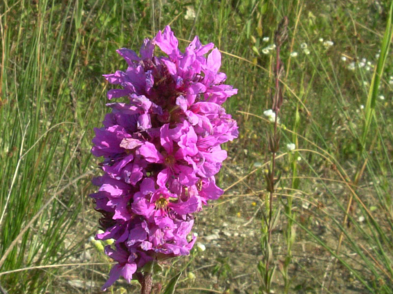 Lythrum salicaria / Salcerella comune