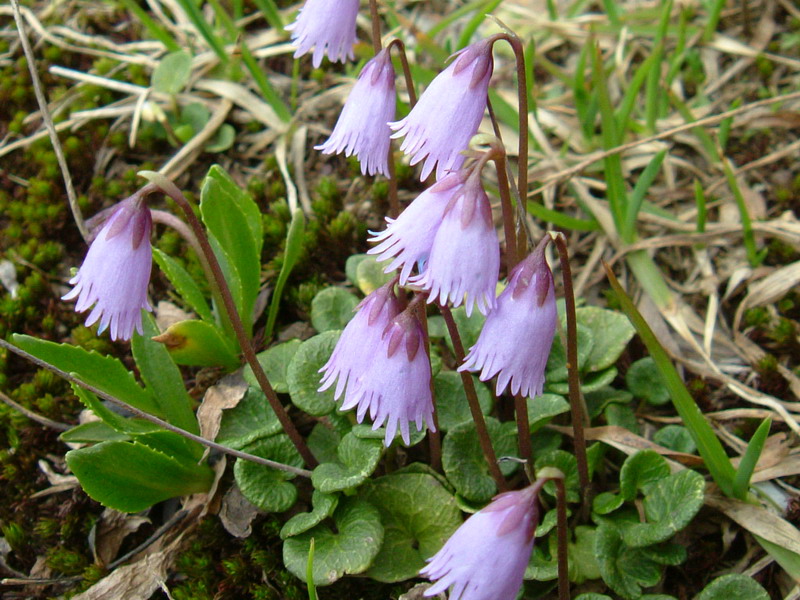 Soldanella pusilla