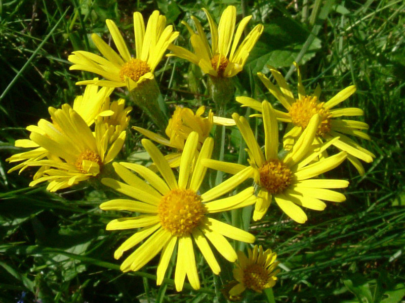 Argini e incolti 4 - Senecio sp.