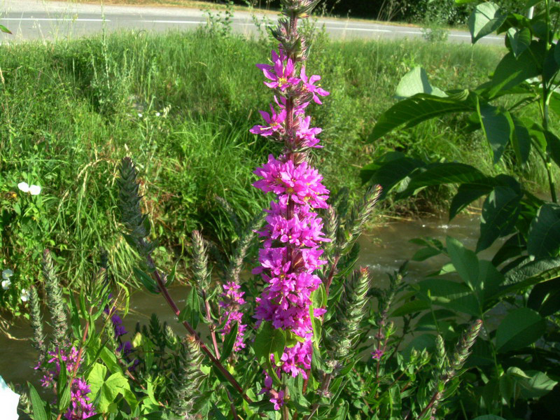 Lythrum salicaria / Salcerella comune