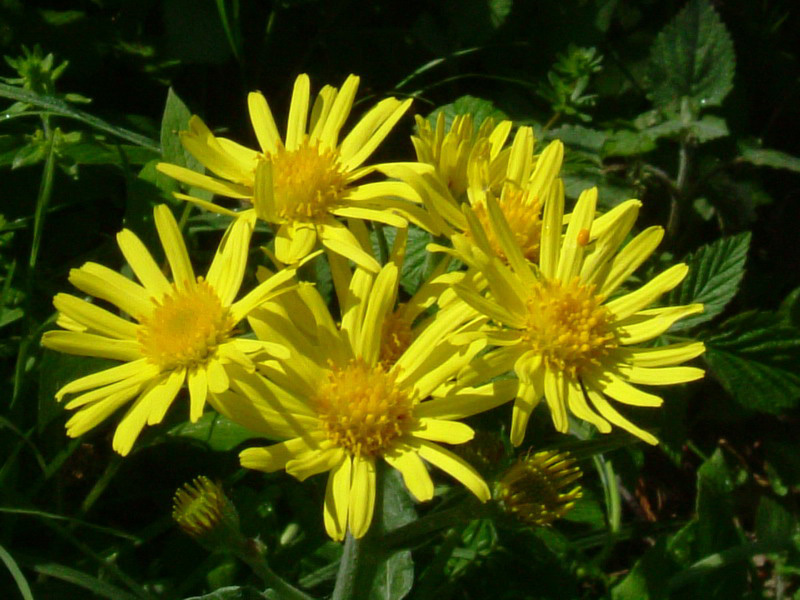 Argini e incolti 4 - Senecio sp.
