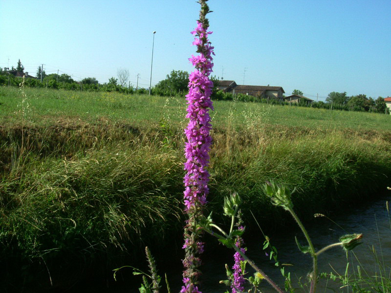 Lythrum salicaria / Salcerella comune