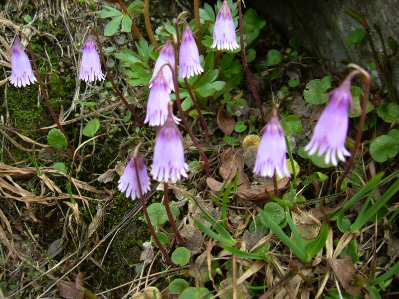 Soldanella pusilla