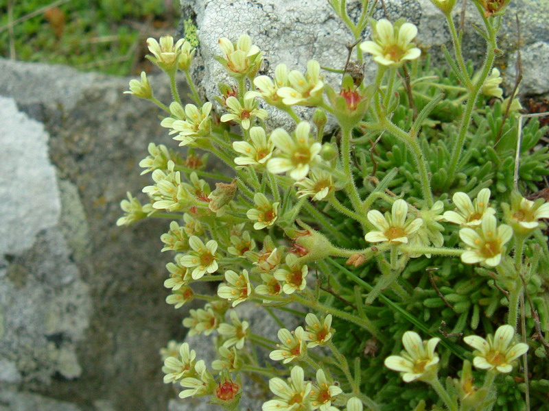 Saxifraga exarata ssp. moschata