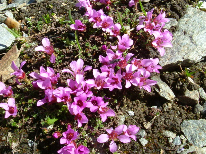 Saxifraga oppositifolia
