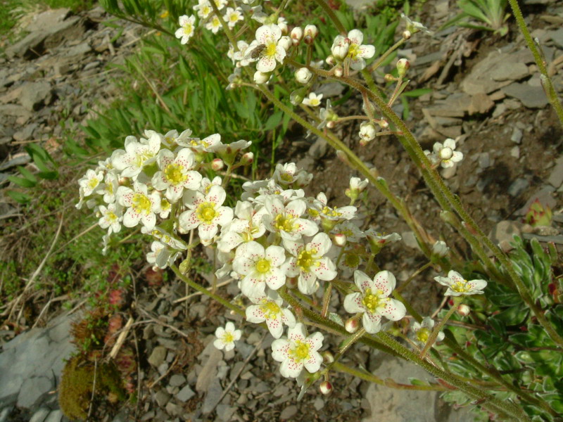 Saxifraga paniculata