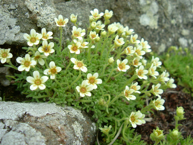 Saxifraga exarata ssp. moschata