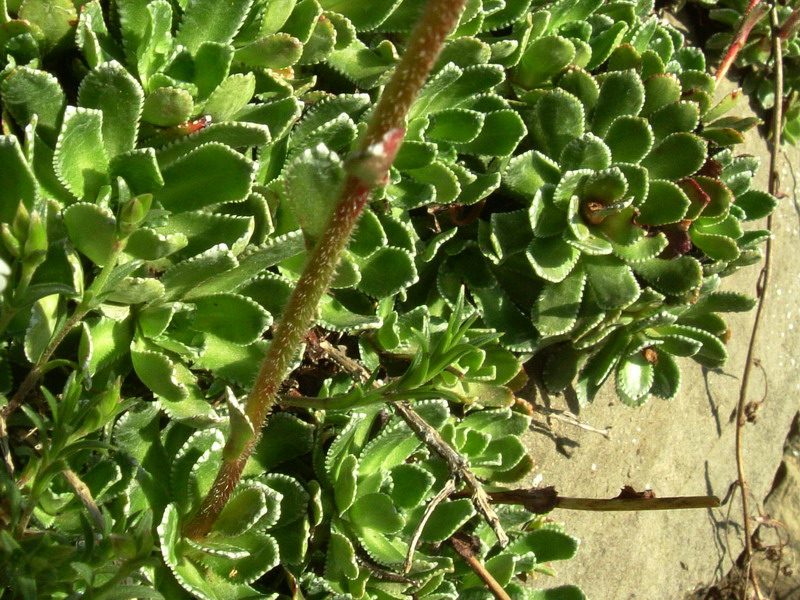 Saxifraga paniculata