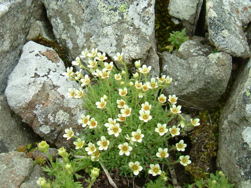 Saxifraga exarata ssp. moschata