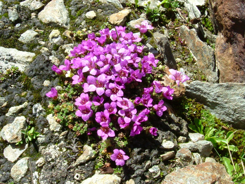 Saxifraga oppositifolia