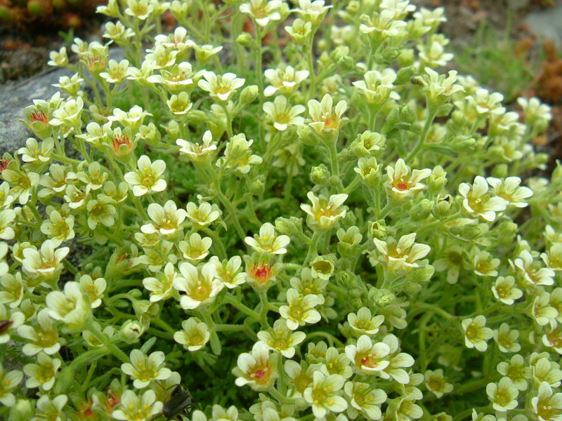 Saxifraga exarata ssp. moschata