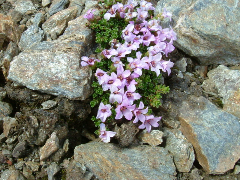 Saxifraga oppositifolia