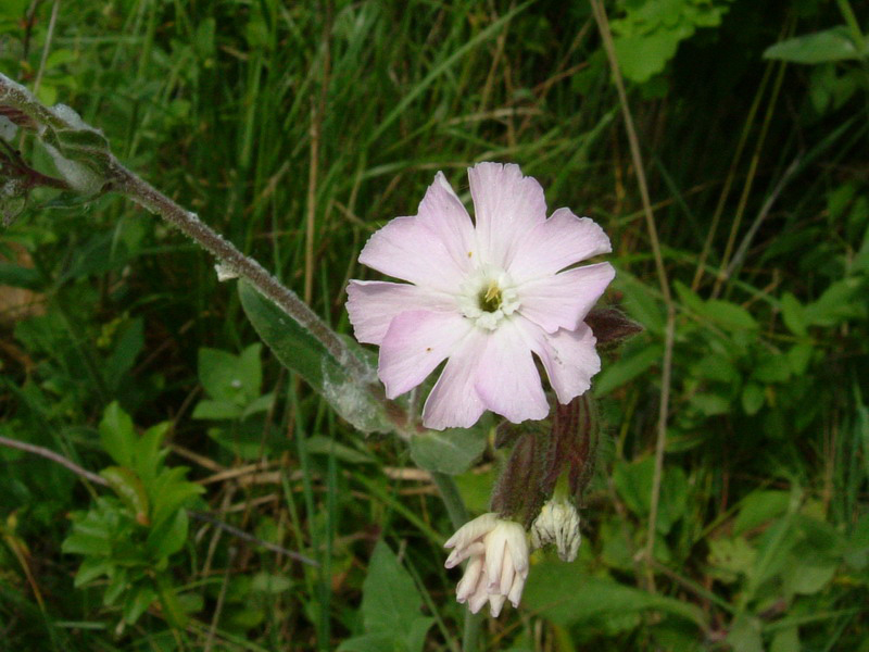 Silene dioica / Silene dioica