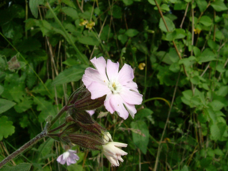 Silene dioica / Silene dioica