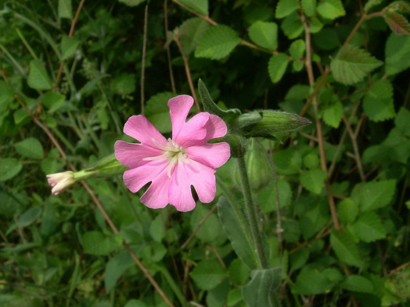 Silene dioica / Silene dioica