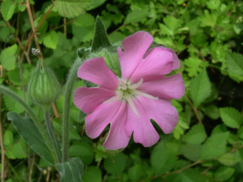 Silene dioica / Silene dioica