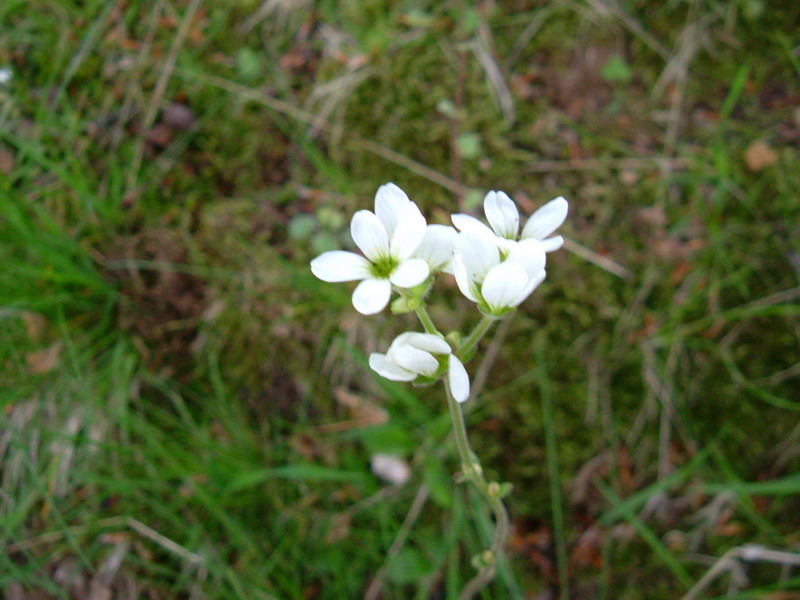 Prati d''altura 3 - Saxifraga bulbifera