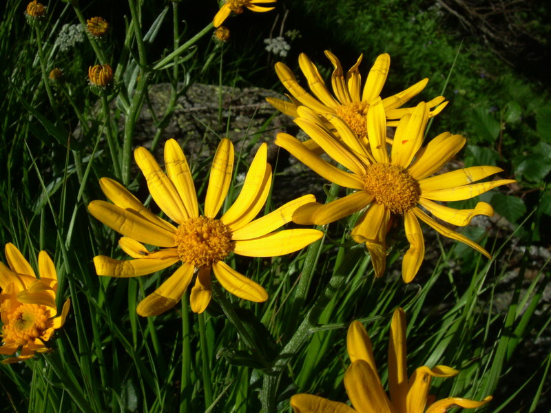 Parco dello Stelvio2 - Senecio sp.