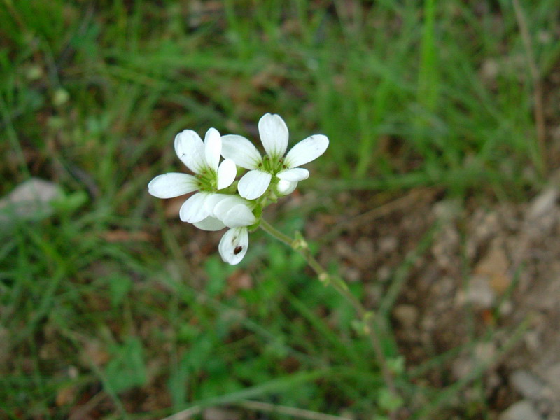 Prati d''altura 3 - Saxifraga bulbifera