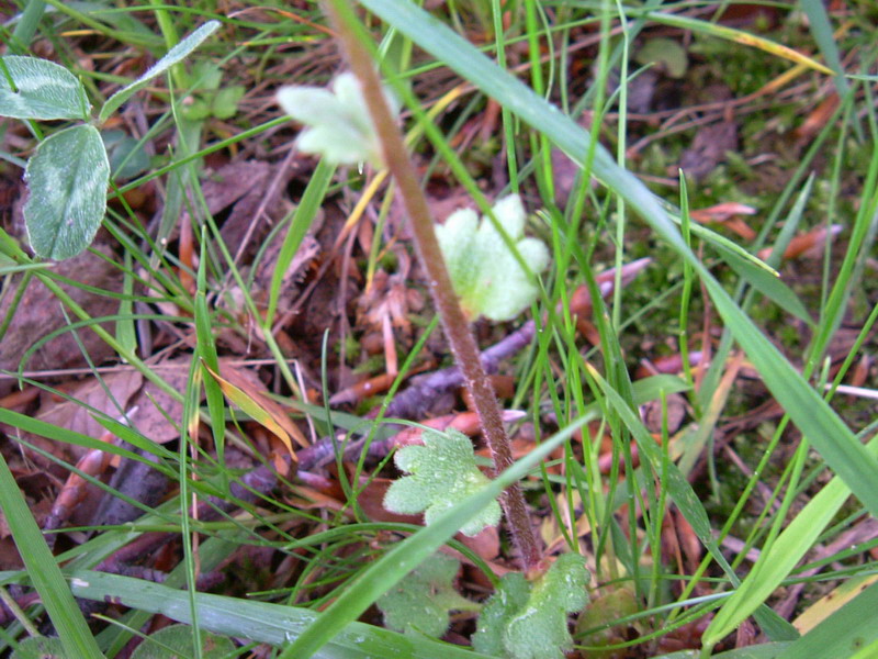 Prati d''altura 3 - Saxifraga bulbifera