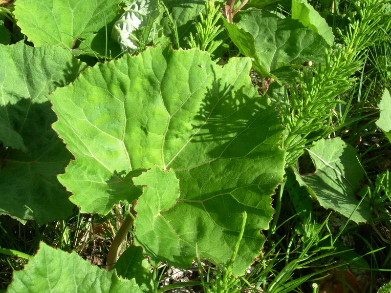 Farfaraccio? - Petasites sp.