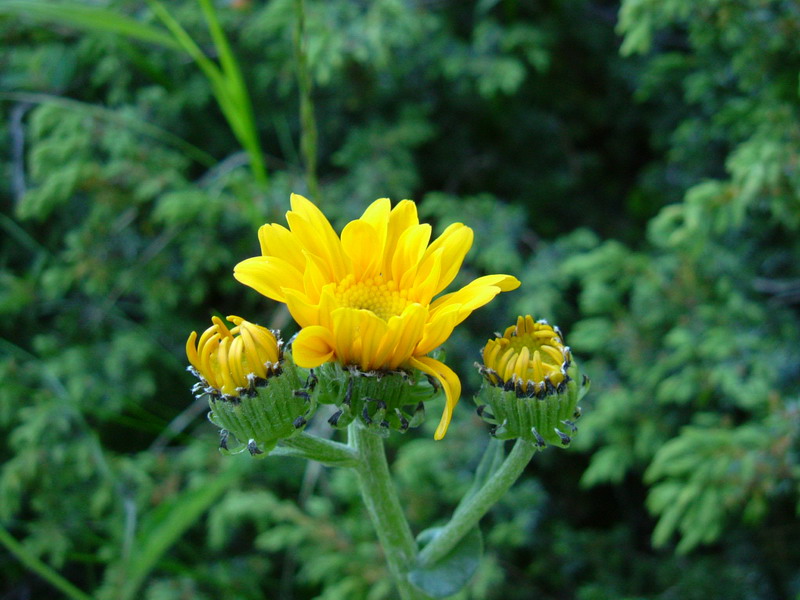 Parco dello Stelvio2 - Senecio sp.