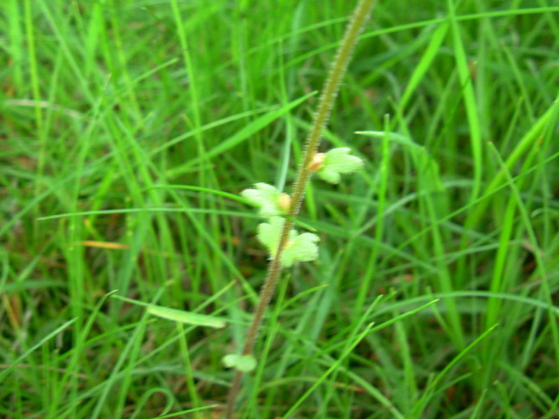Prati d''altura 3 - Saxifraga bulbifera