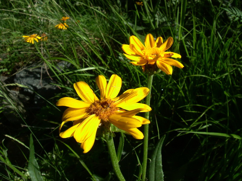 Parco dello Stelvio2 - Senecio sp.