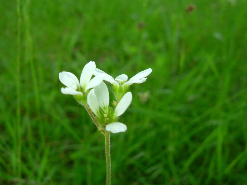 Prati d''altura 3 - Saxifraga bulbifera