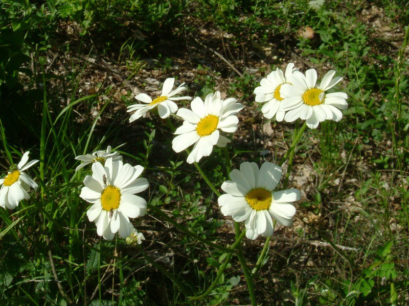cfr. Tanacetum corymbosum