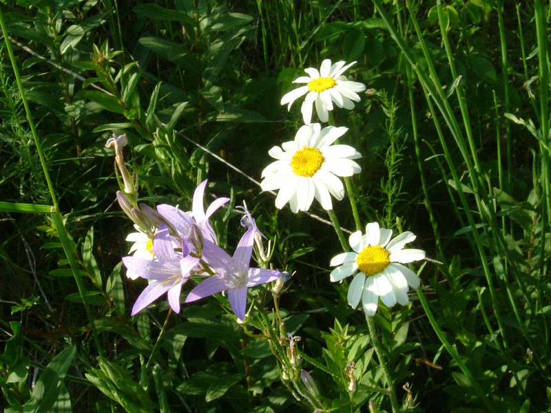 cfr. Tanacetum corymbosum