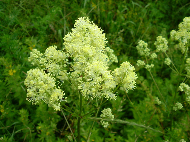 Prati d''altura 4 - Thalictrum lucidum