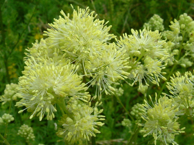 Prati d''altura 4 - Thalictrum lucidum