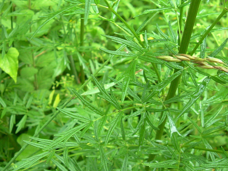 Prati d''altura 4 - Thalictrum lucidum