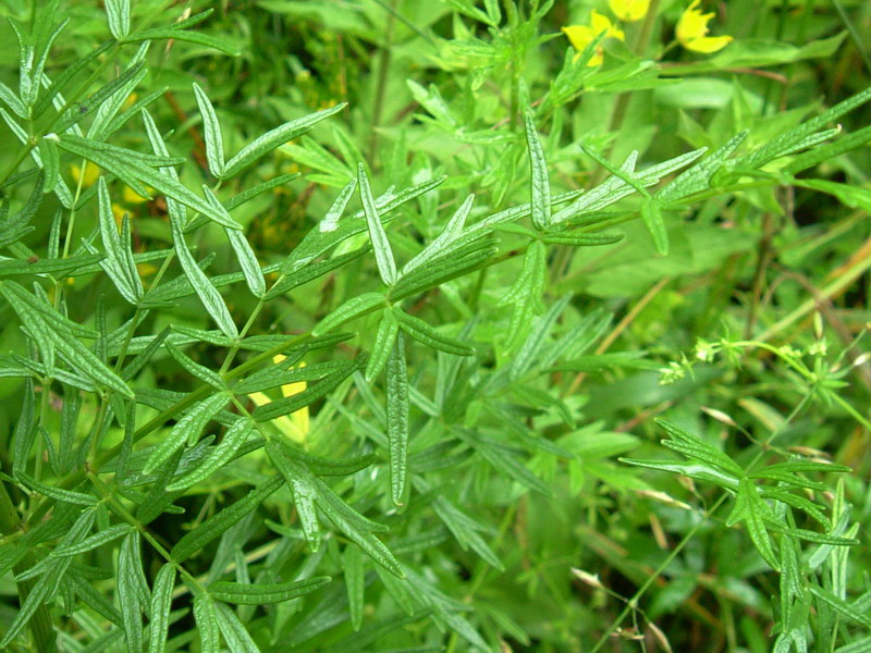 Prati d''altura 4 - Thalictrum lucidum