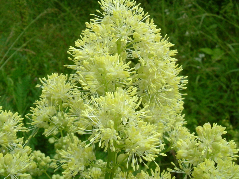 Prati d''altura 4 - Thalictrum lucidum