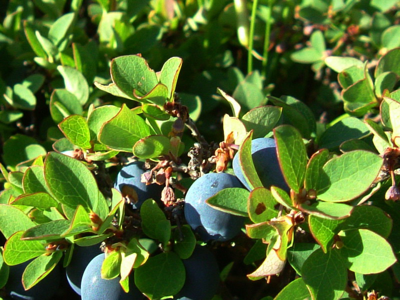 Vaccinium uliginosum L. / Mirtillo falso