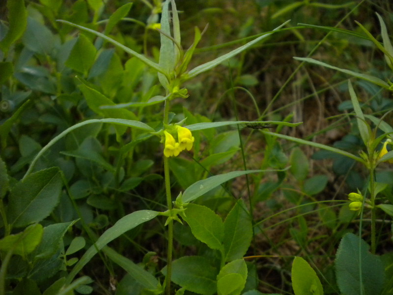 V.Aosta  - Melampyrum sylvaticum L..