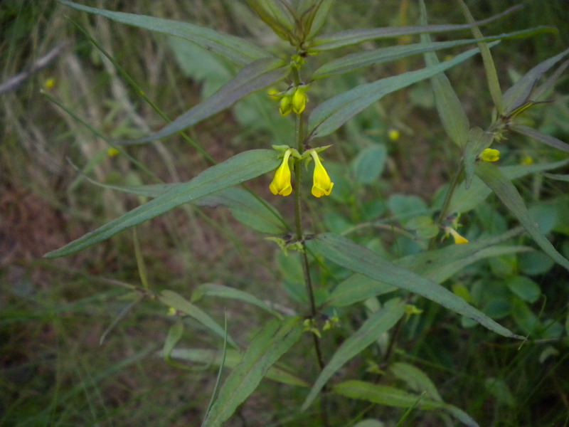 V.Aosta  - Melampyrum sylvaticum L..