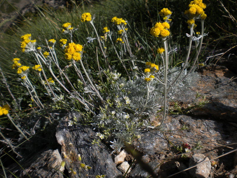 Artemisia glacialis / Assenzio genep nero