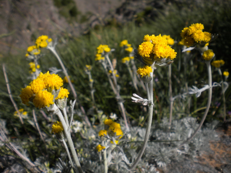 Artemisia glacialis / Assenzio genep nero
