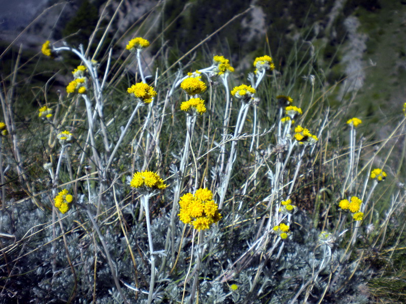 Artemisia glacialis / Assenzio genep nero
