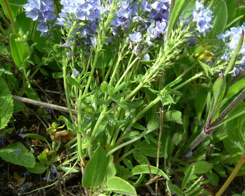 Azzurro e bellissimo - Veronica prostrata