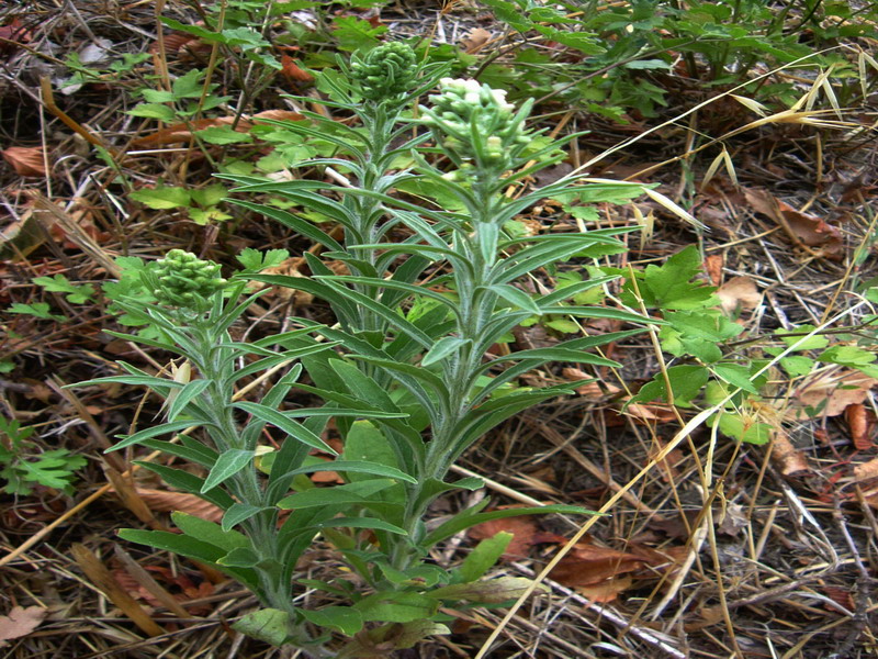 Colline dei calanchi 4 - Erigeron sp.