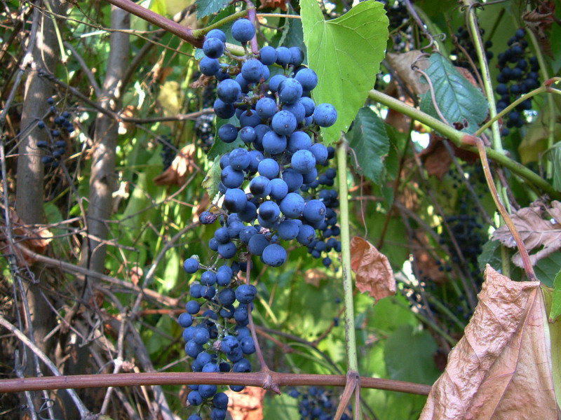 Uva rinselvatichita - cfr. Vitis vinifera ssp. sylvestris